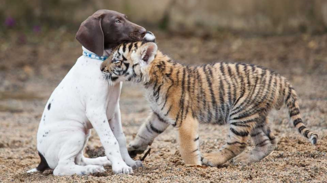 Cucciolo di tigre ed un cagnolino diventano migliori amici