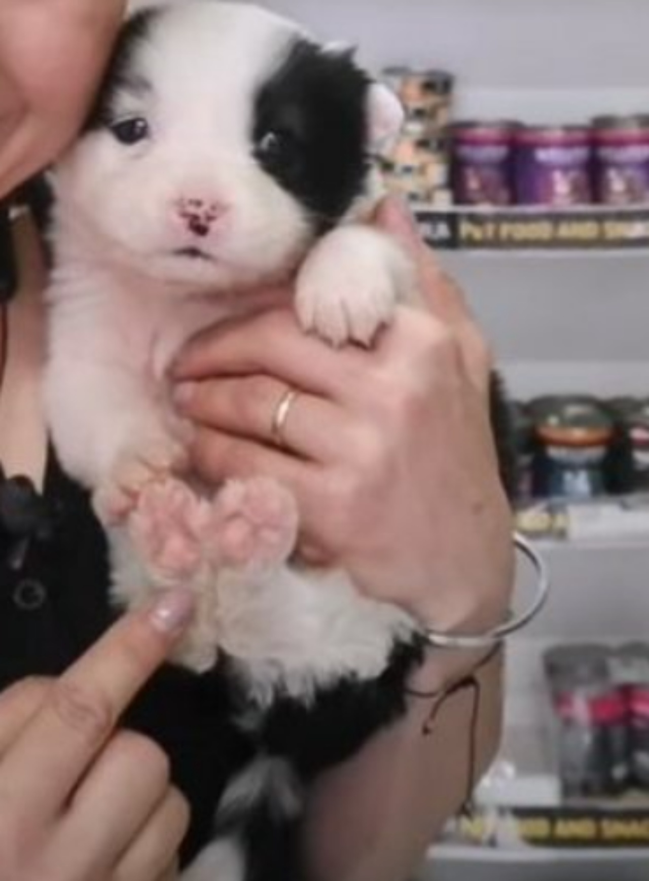 Cucciolo trovato in cantiere dopo aver perso la sua mamma