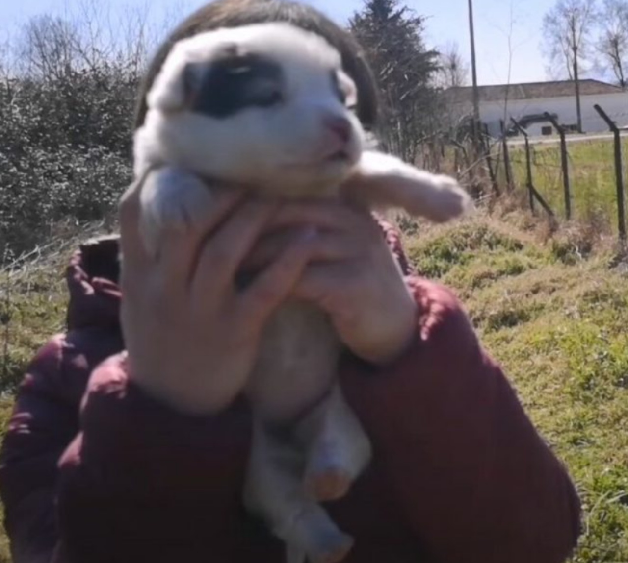 Cucciolo trovato in cantiere dopo aver perso la sua mamma