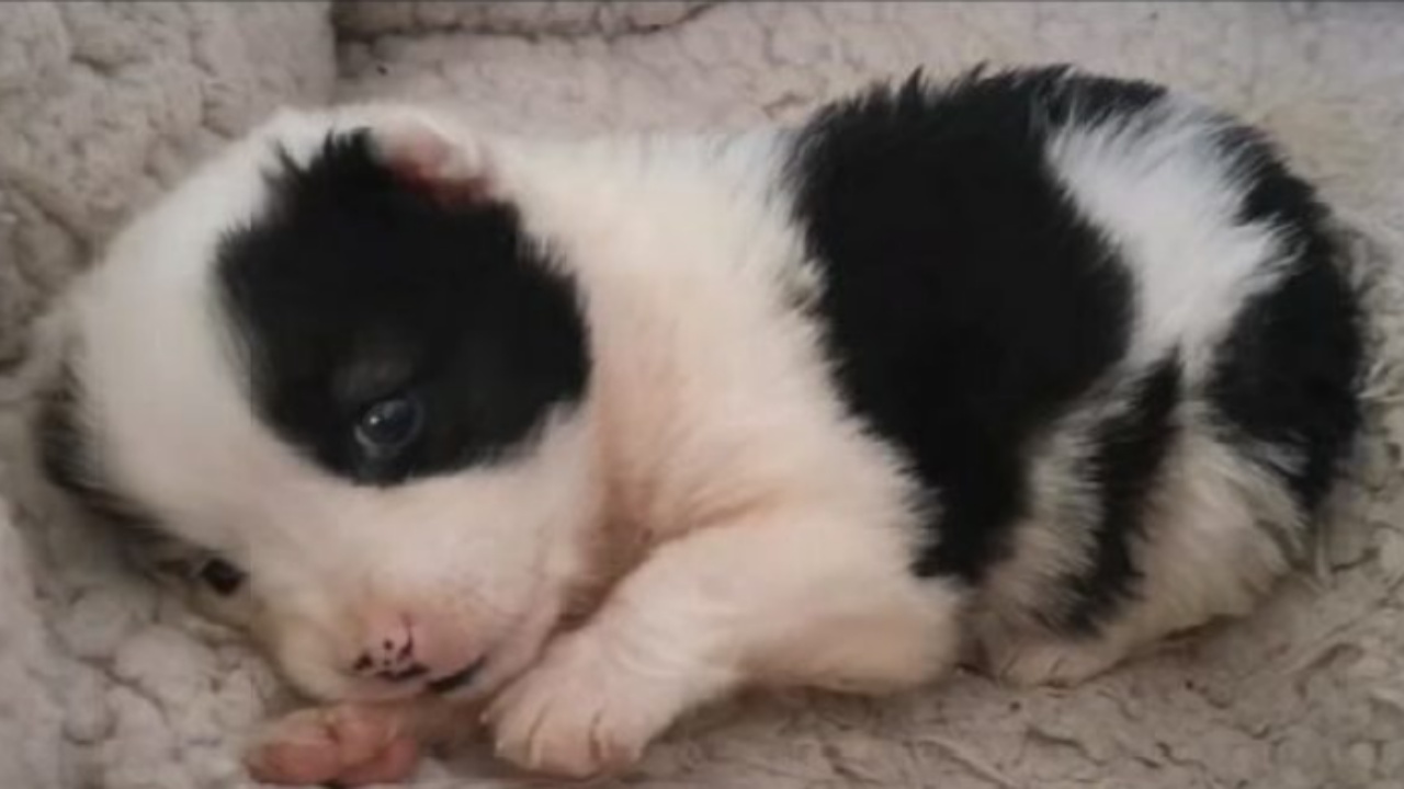 Cucciolo trovato in cantiere dopo aver perso la sua mamma