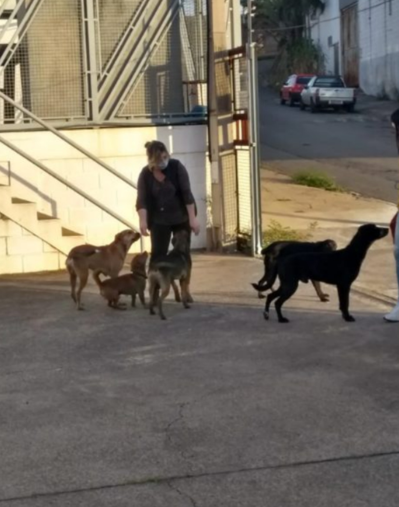 Donna aiuta cani randagi e cambia la vita ad uno di loro