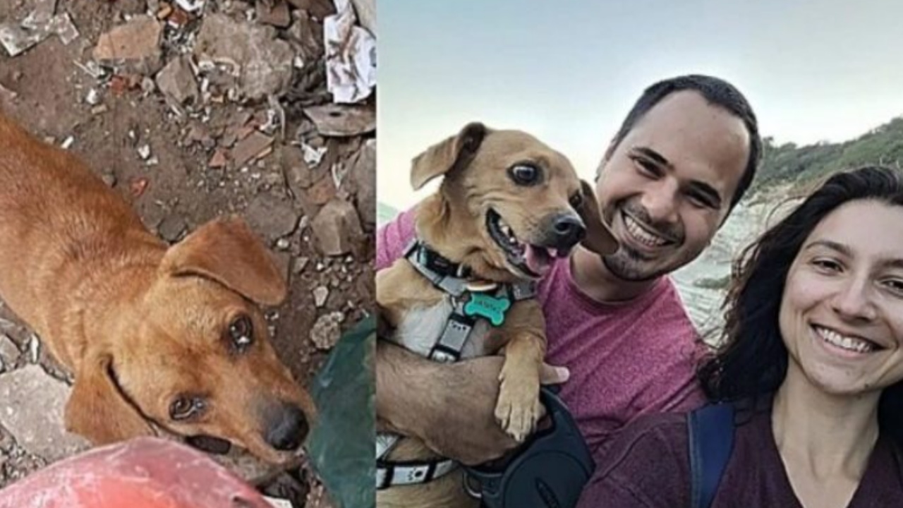 Donna aiuta cani randagi e cambia la vita ad uno di loro