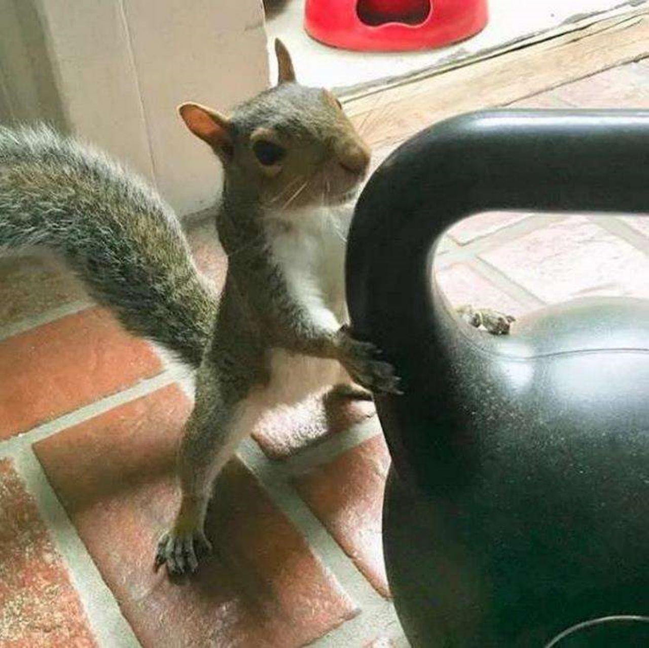 Donna sfama uno scoiattolo che le bussa alla porta
