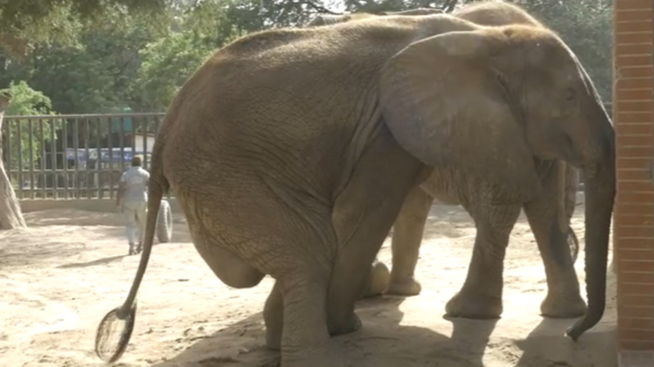 Elefantessa con grave zoppia, liberata dallo zoo
