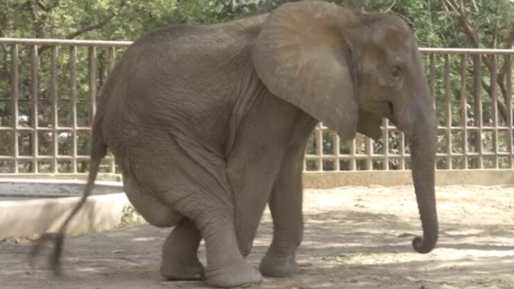 Elefantessa con grave zoppia, liberata dallo zoo