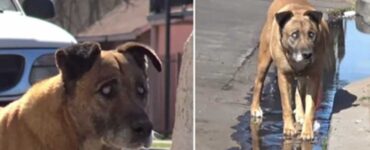 Cane cieco abbandonato