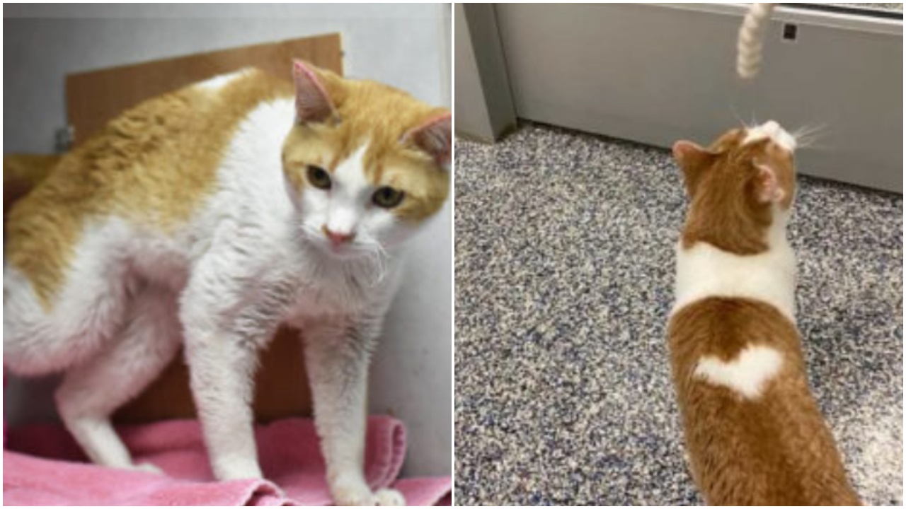 Gatto con cuore sulla schiena si rileva un micio dolcissimo