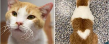Gatto con cuore sulla schiena si rileva un micio dolcissimo