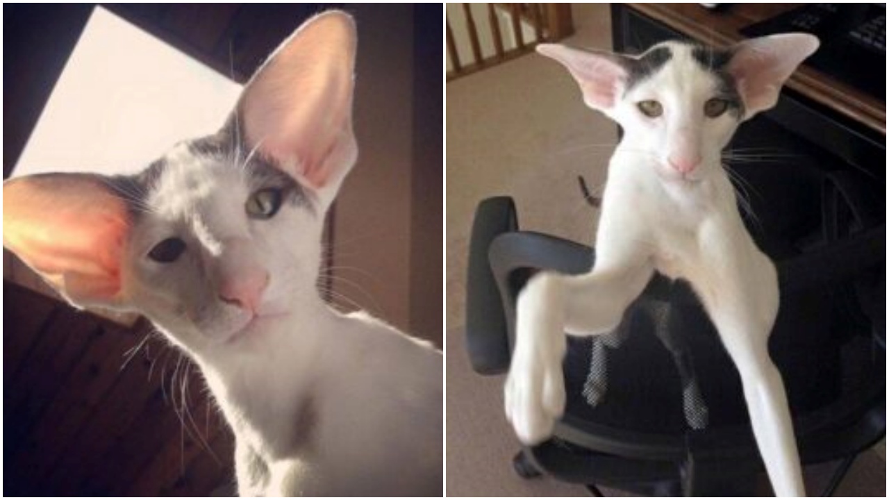 Gatto soprannominato Dobby per le sue grandi orecchie: ricorda l'elfo di  Harry Potter