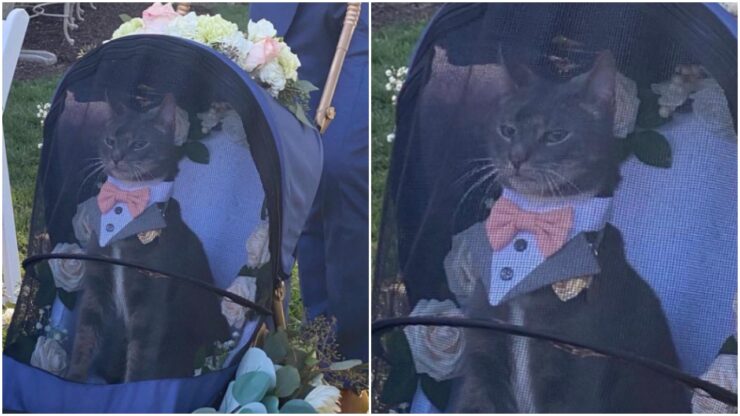 Gatto elegante porta le fedi