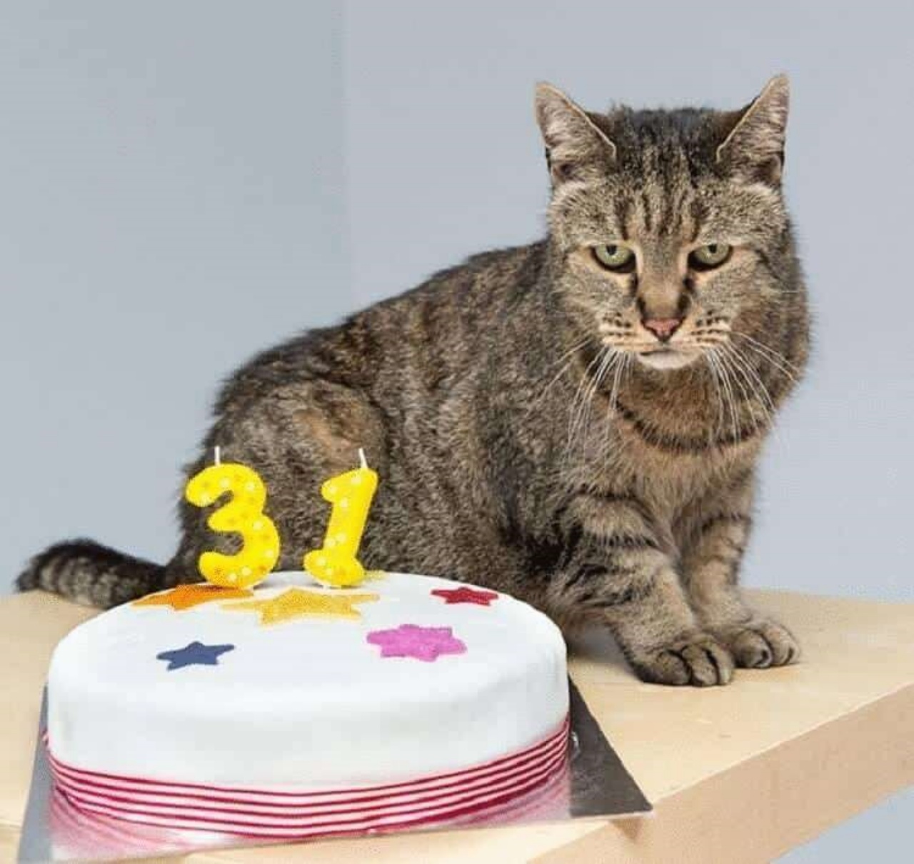 Gatto più anziano del mondo compie 31 anni