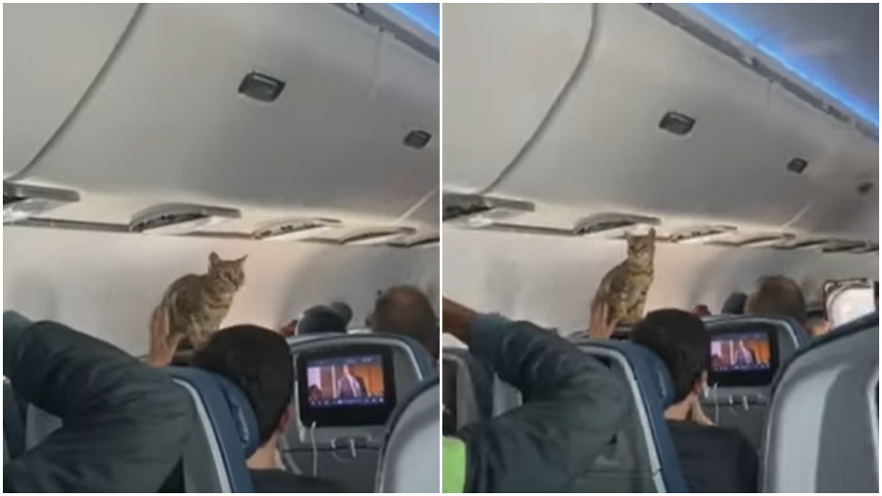 Gatto su un volo aereo sorprende i passeggeri