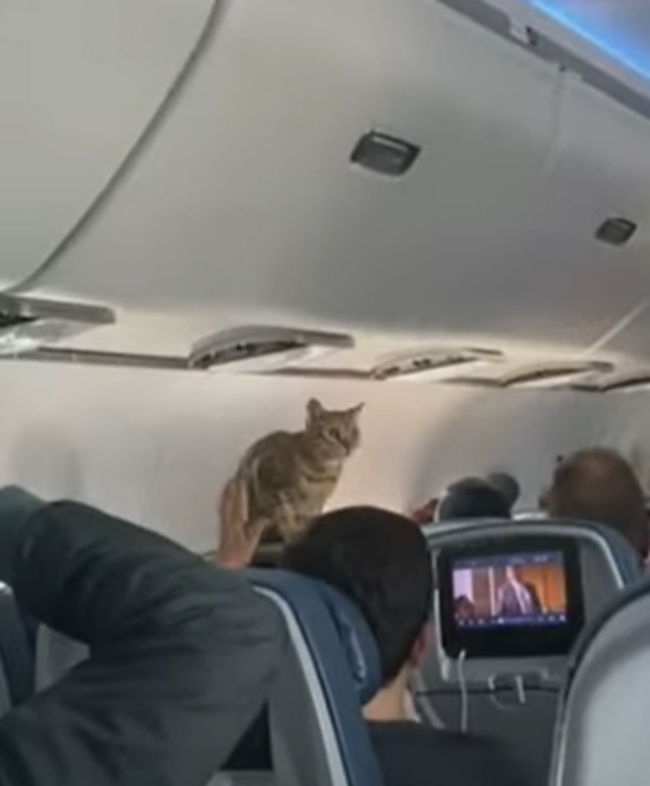 Gatto su un volo aereo sorprende i passeggeri