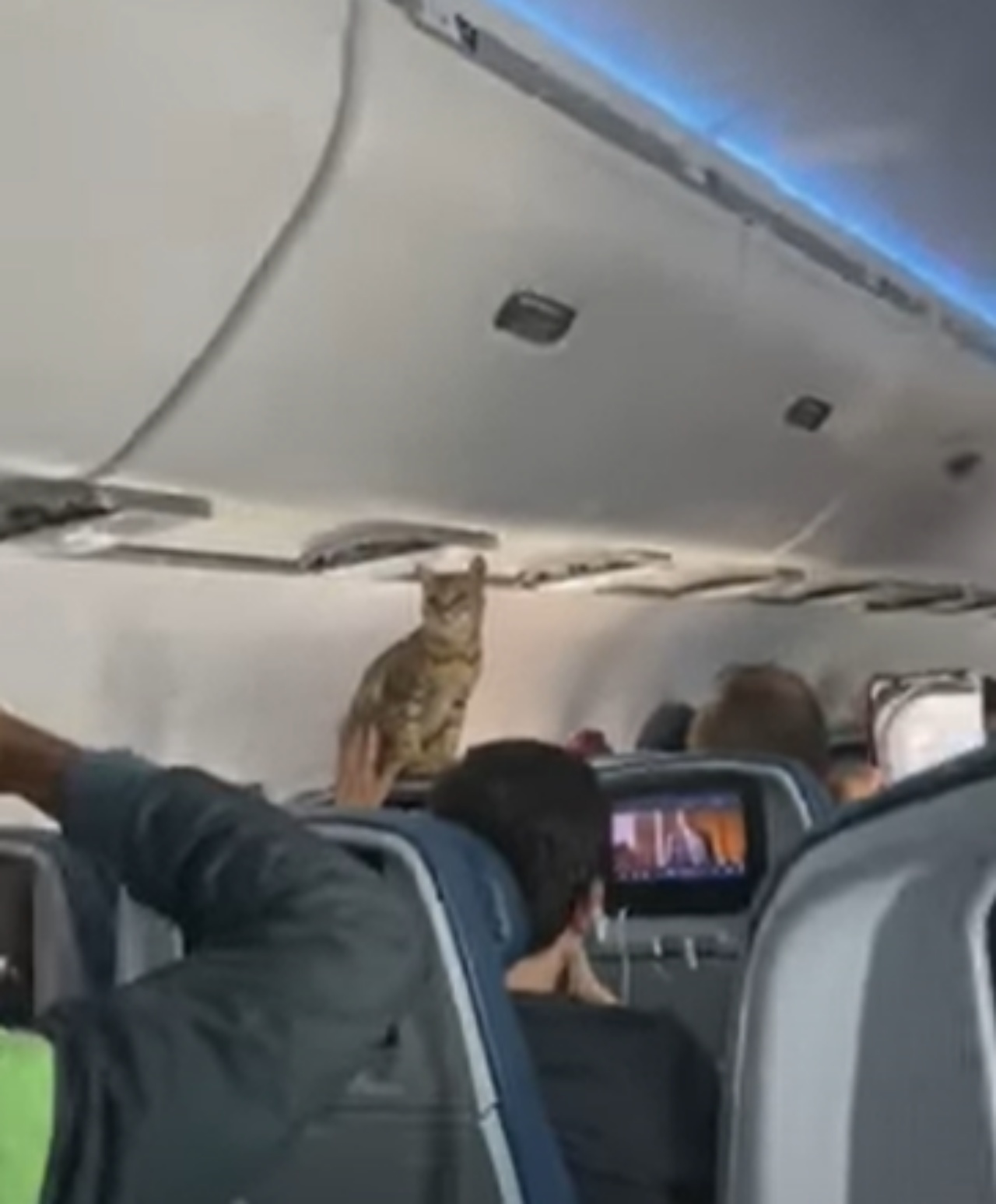 Gatto su un volo aereo sorprende i passeggeri