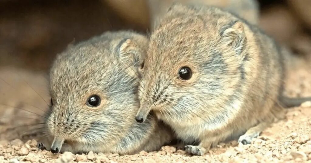 Gemelli di toporagno nascono allo zoo di Vienna