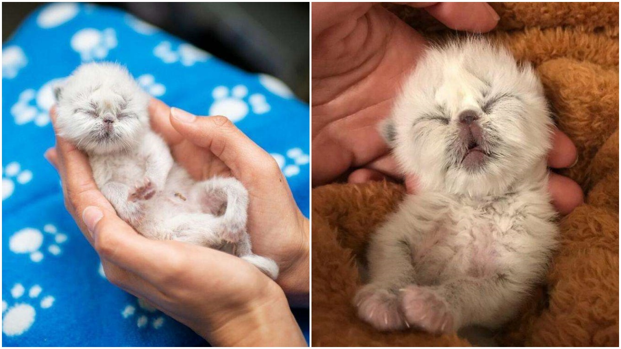 Grampy, il gattino gravemente malato