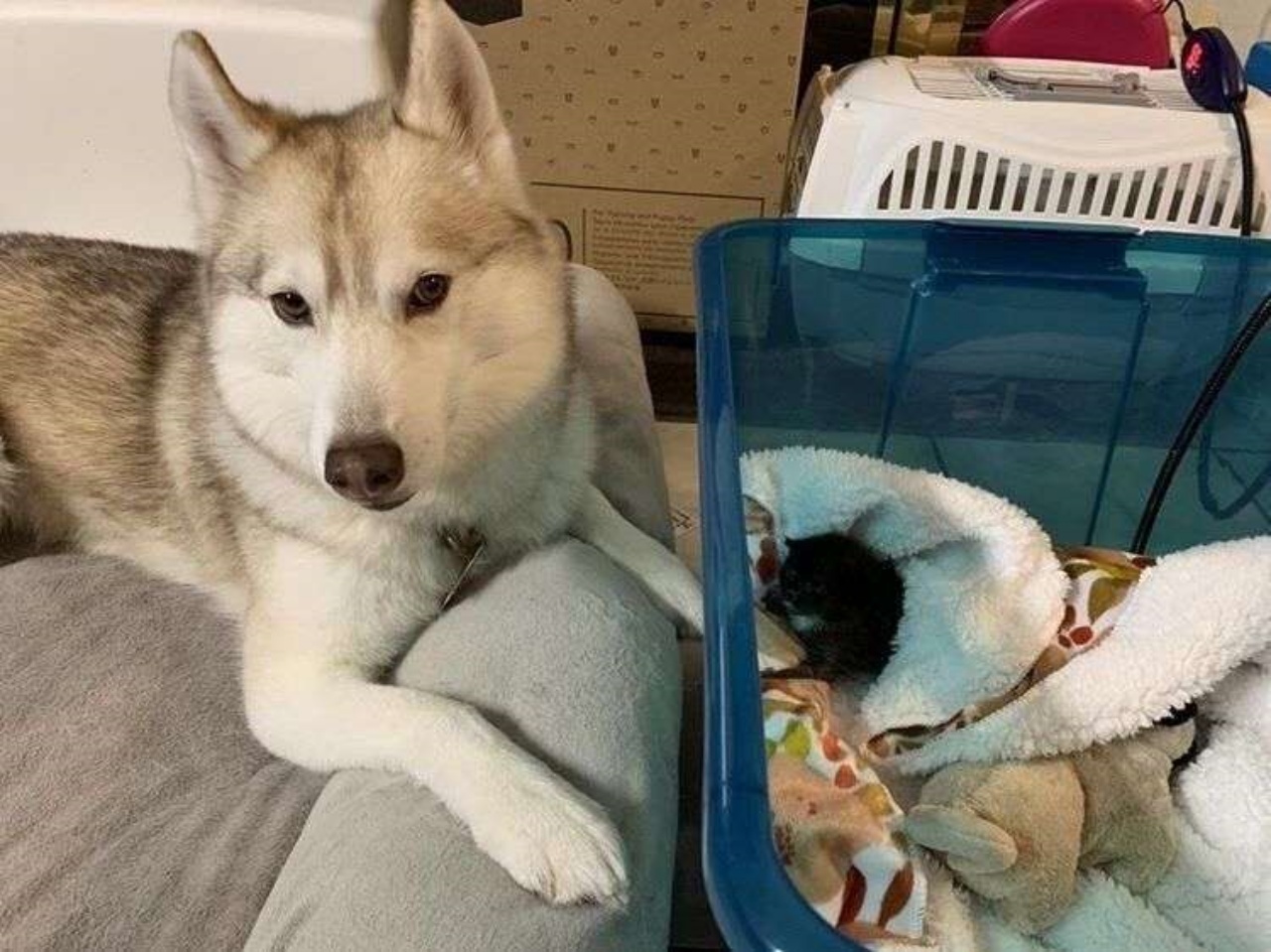 Husky si prende cura dei gattini orfani: il dolcissimo gesto