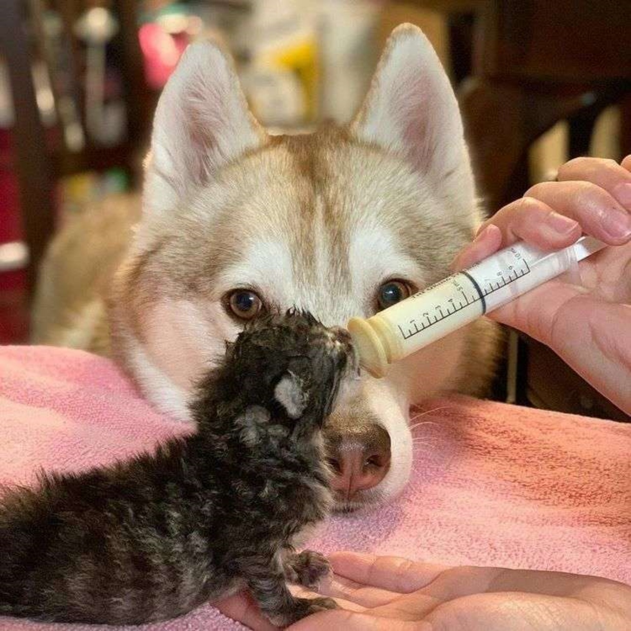 Husky si prende cura dei gattini orfani: il dolcissimo gesto