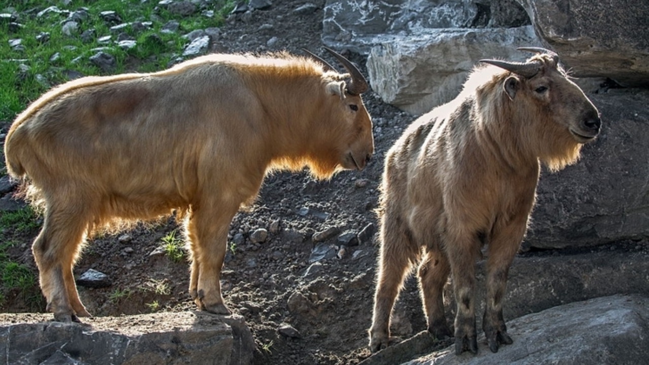 Incrocio tra una capra ed una mucca: nuova specie animale