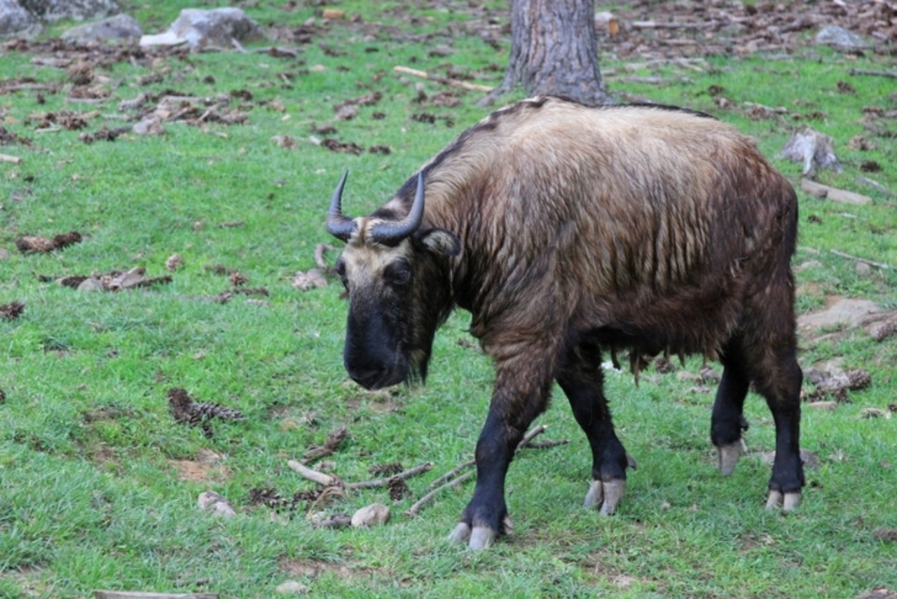 Incrocio tra una capra ed una mucca: nuova specie animale