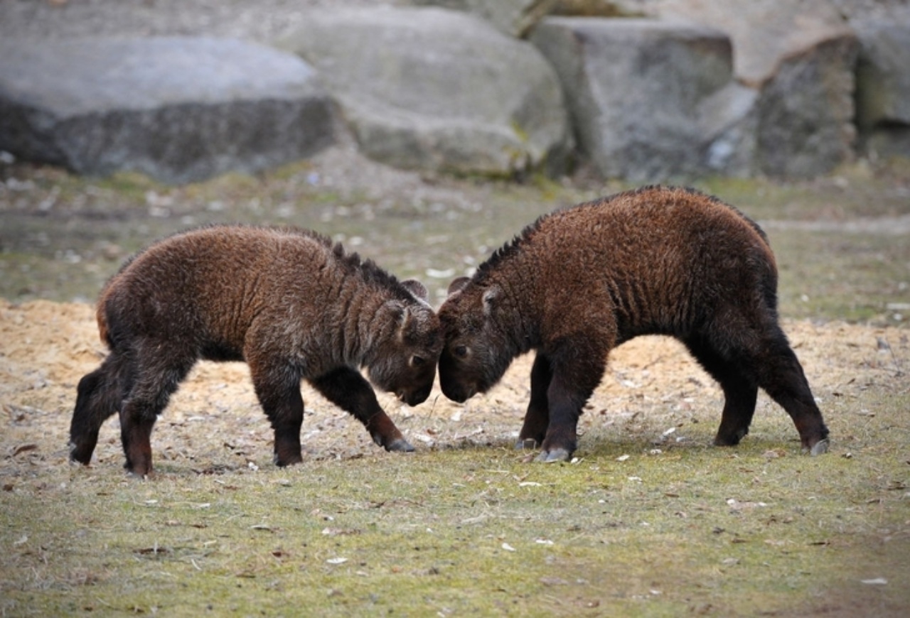 Incrocio tra una capra ed una mucca: nuova specie animale