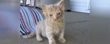 La gattina ginger Kitty è stata salvata dalla cecità