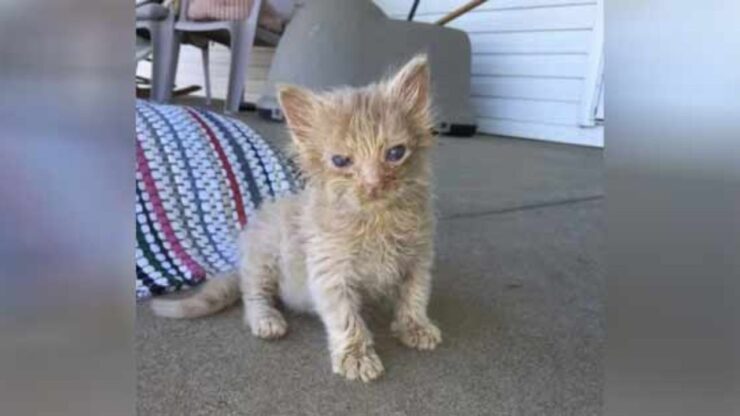 La gattina ginger Kitty è stata salvata dalla cecità