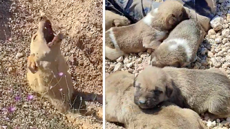 Madre salva i suoi cuccioli ululando per richiamare l'attenzione di qualcuno