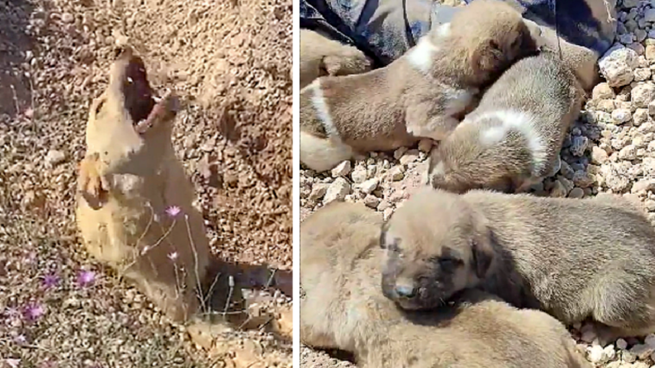 Madre salva i suoi cuccioli ululando per richiamare l'attenzione di qualcuno