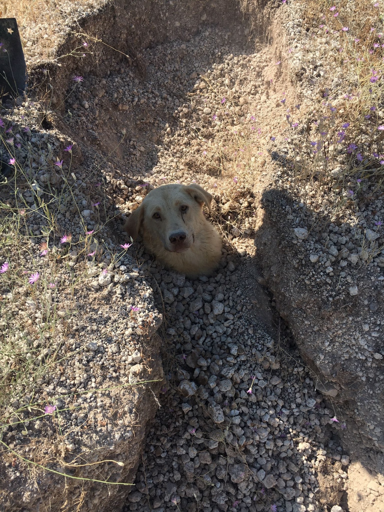 Madre salva i suoi cuccioli ululando per richiamare l'attenzione di qualcuno