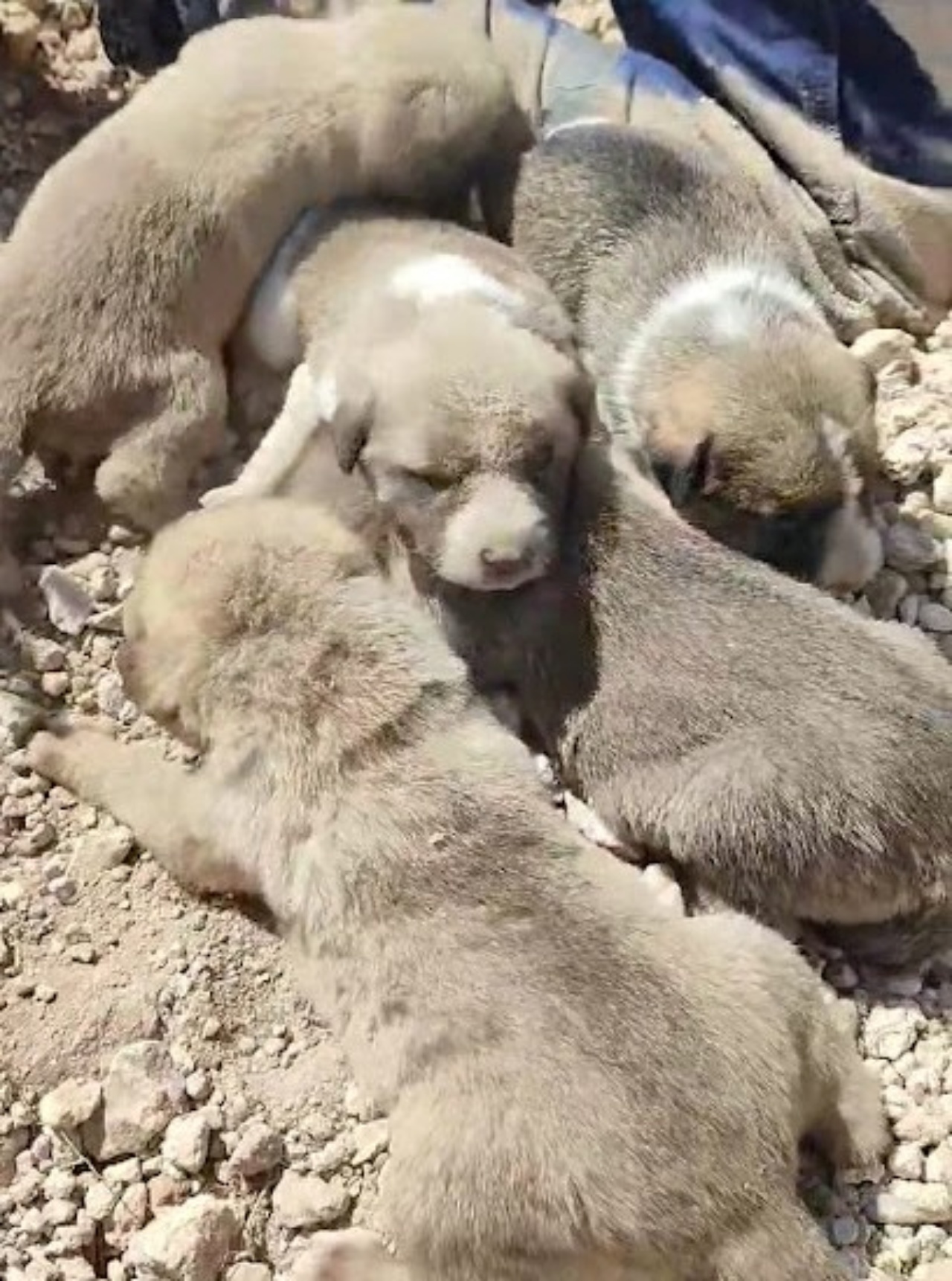 Madre salva i suoi cuccioli ululando per richiamare l'attenzione di qualcuno
