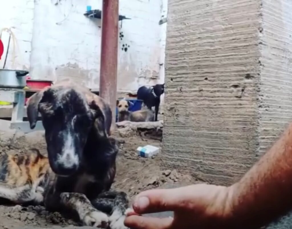 cane abbandonato molto aggressivo