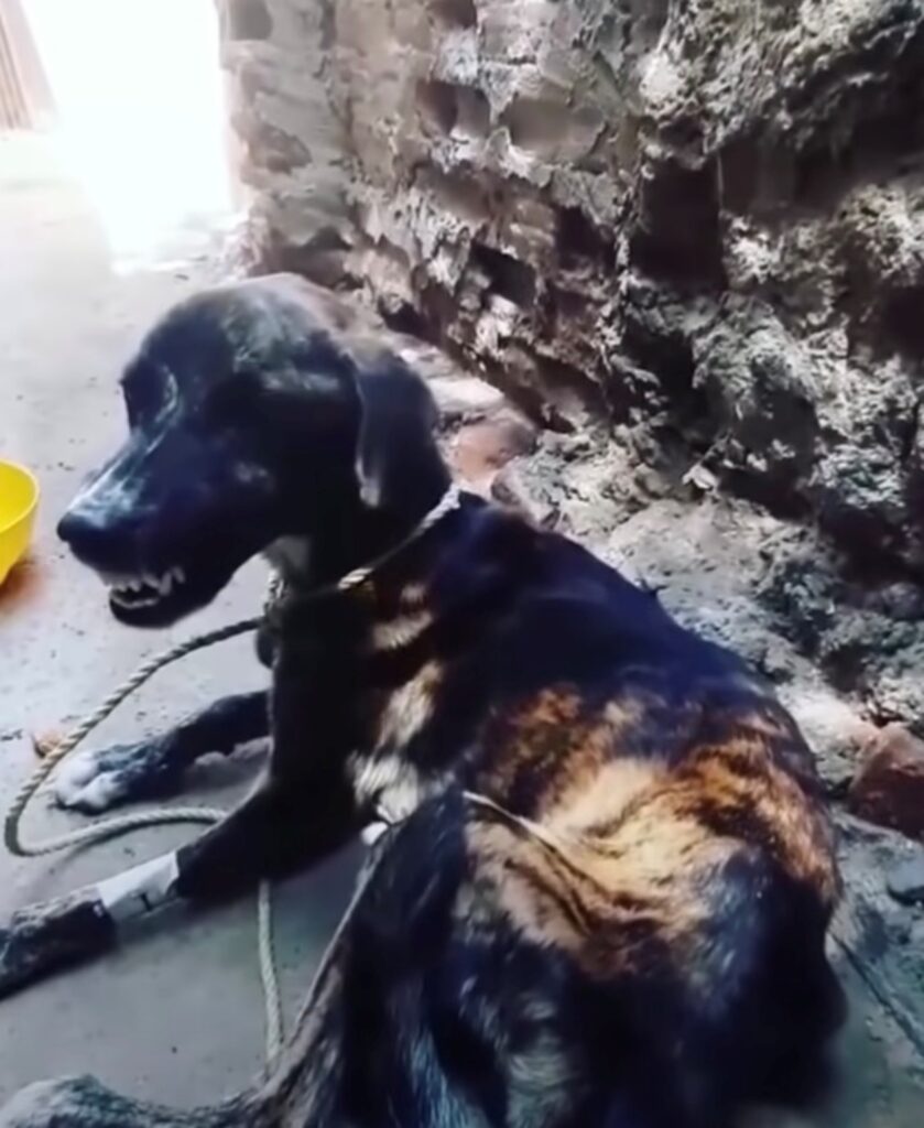 cane abbandonato molto aggressivo