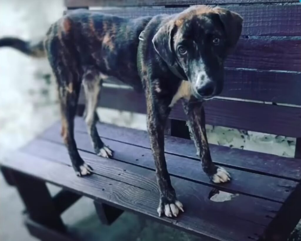 cane abbandonato molto aggressivo