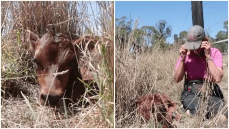 Mucca nasconde il vitello dai proprietari del rifugio