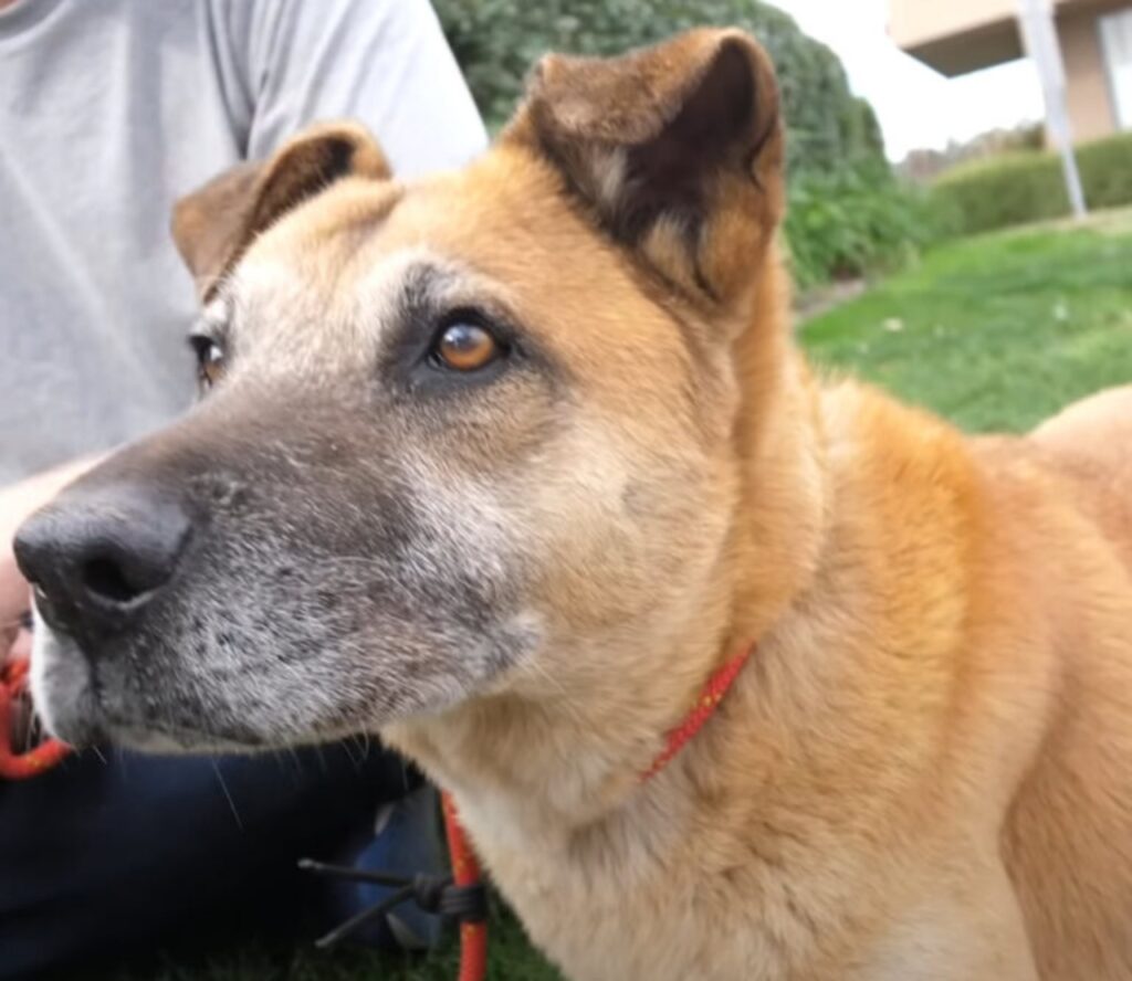 Rocky ha fatto un gesto bellissimo per rendere felice il cane