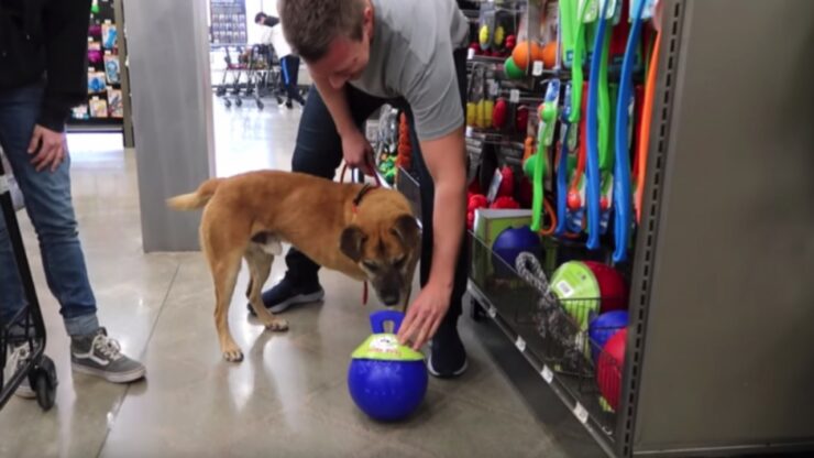 Un uomo porta un cane randagio in un negozio per animali