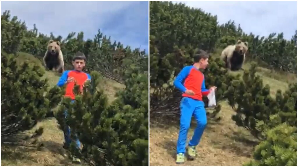 Orso segue il bambino, ma questo mantiene la calma 