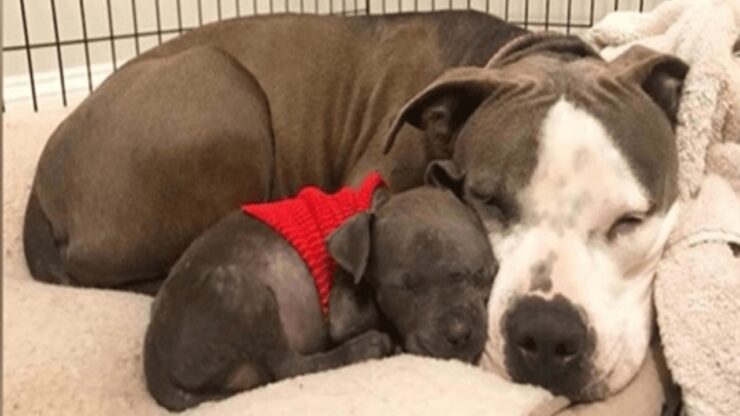 Pitbull adotta un cucciolo orfano e gli fa da mamma