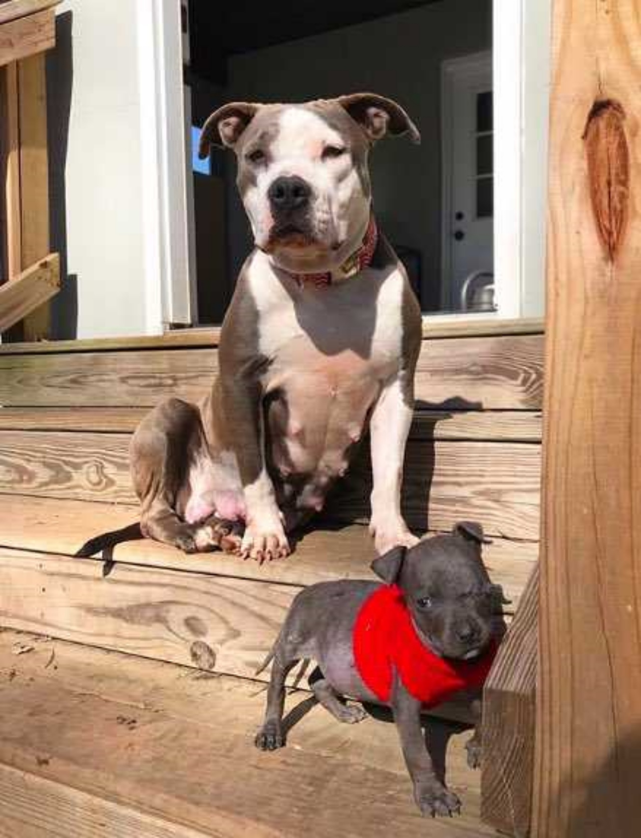 Pitbull adotta un cucciolo orfano e gli fa da mamma