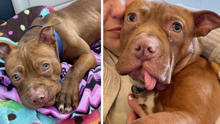 Pitbull con un passato terribile finalmente ha una nuova vita