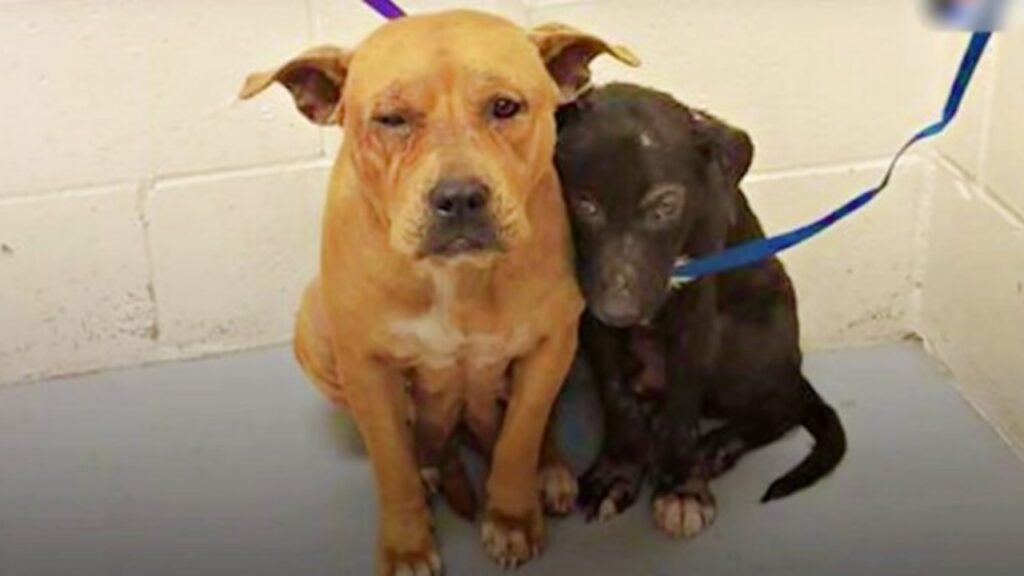 Due pitbull inseparabili vengono abbandonati in un rifugio