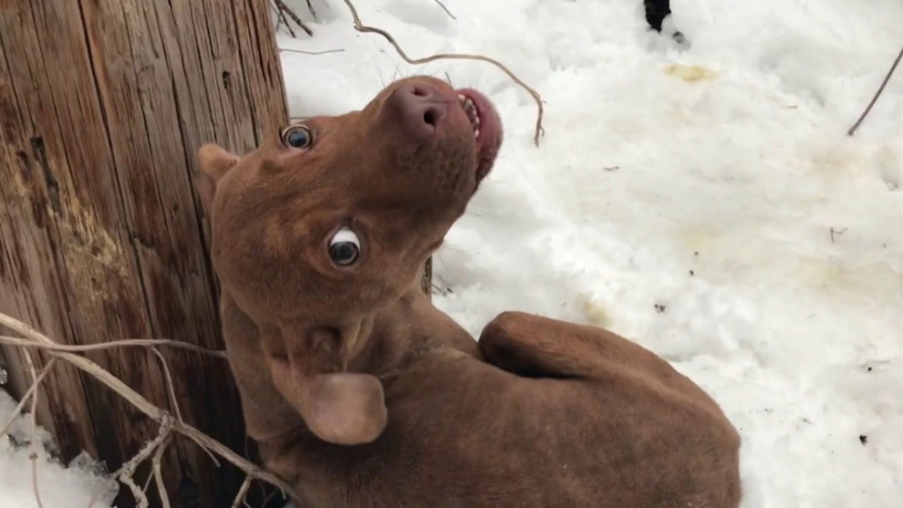 Pitbull trovato nella neve, salvato dai soccorritori