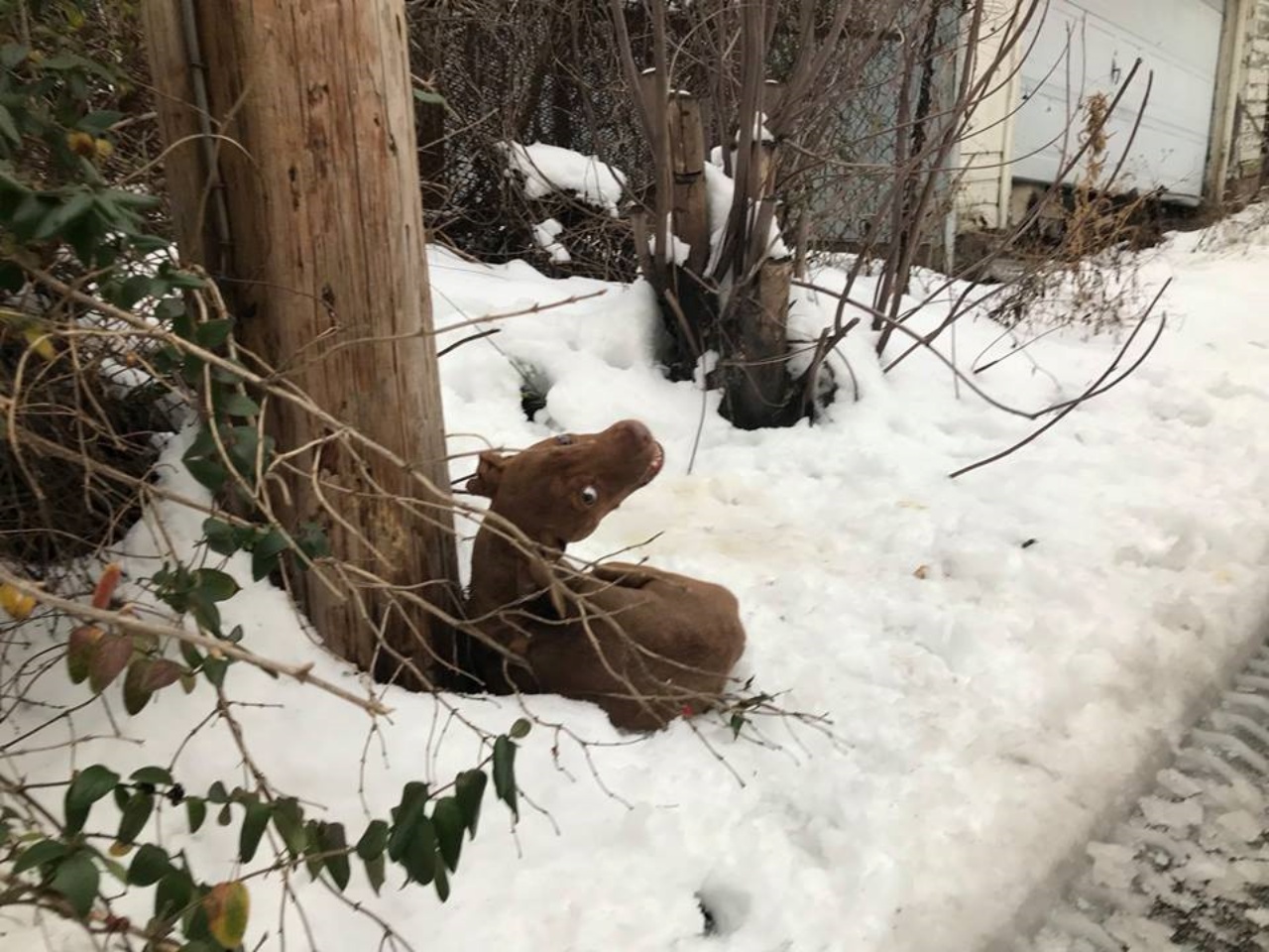 Pitbull trovato nella neve, salvato dai soccorritori