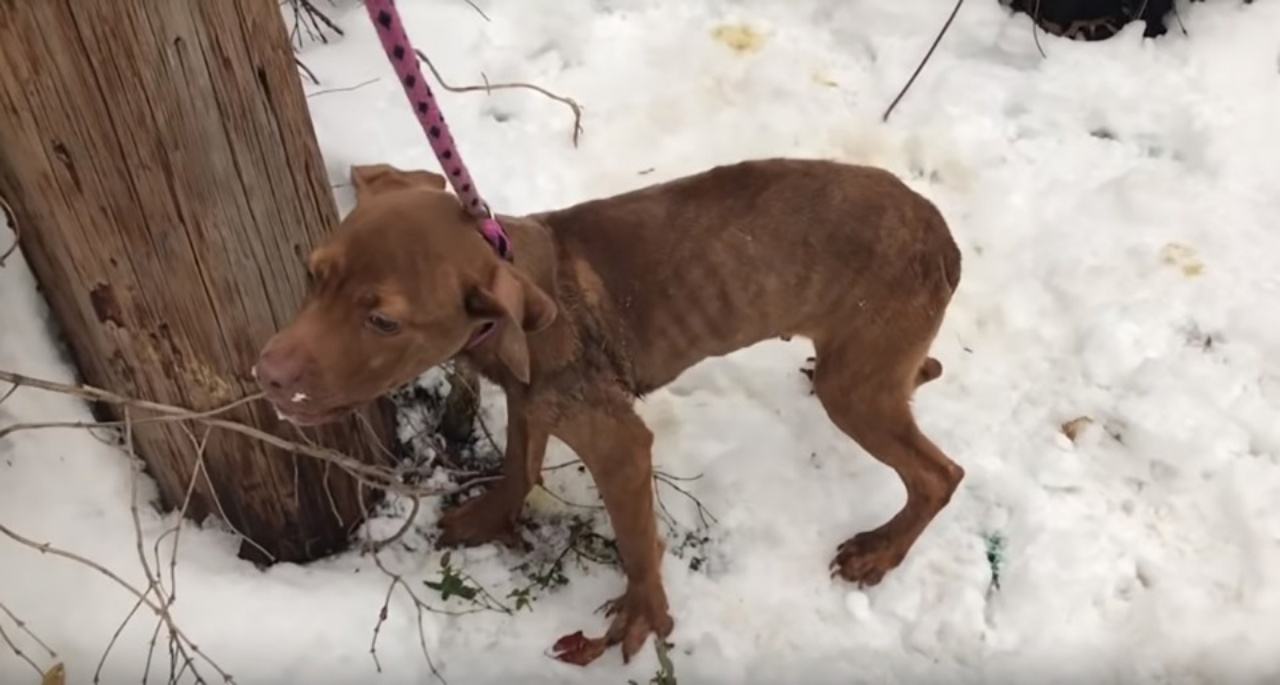 Pitbull trovato nella neve, salvato dai soccorritori