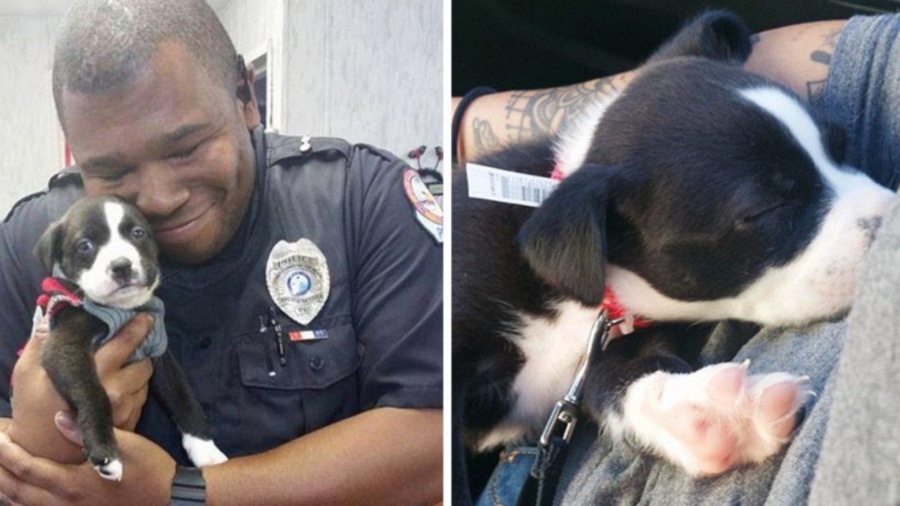 Poliziotto adotta un cucciolo di Pitbull da un rifugio per animali