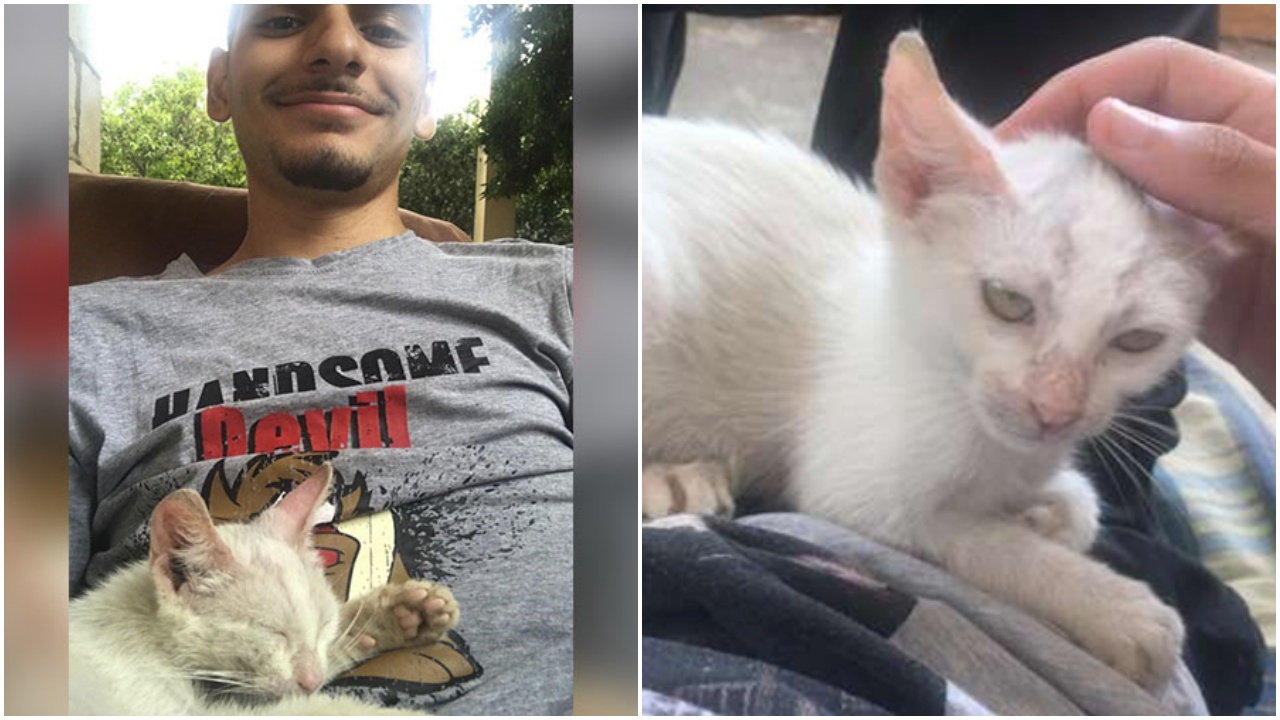 Ragazzo fa un pisolino al parco e trova un gatto sulle sue gambe