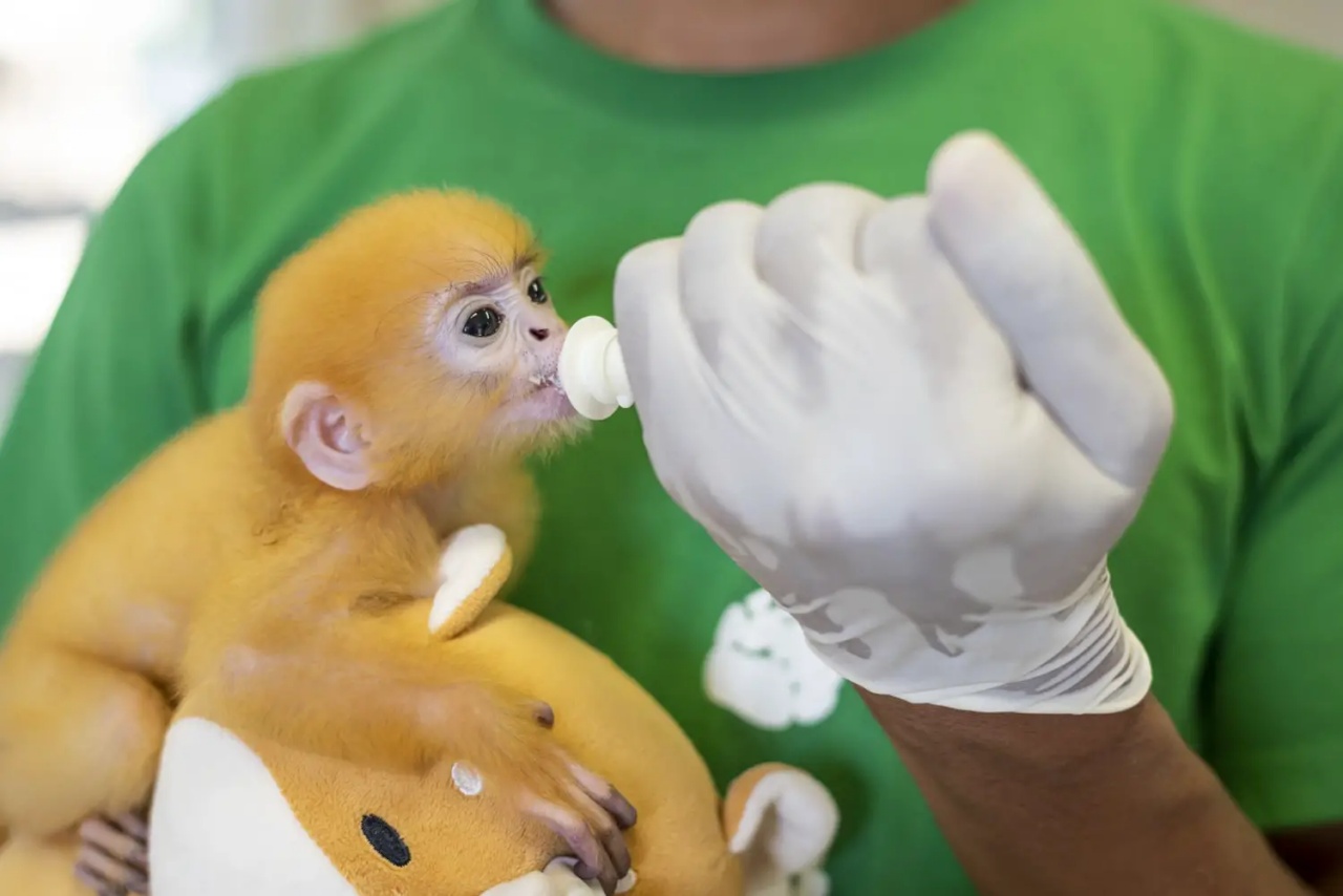 Scimmia di Langur trovata da un contadino