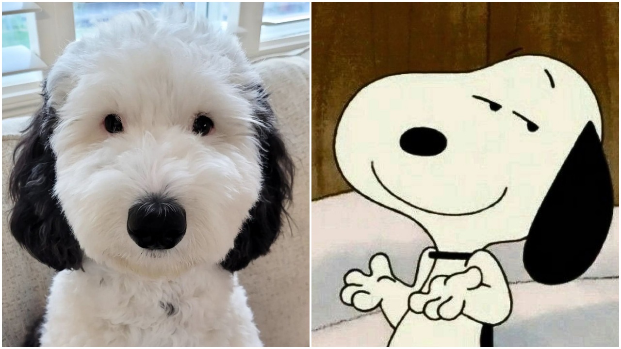 Snoopy incredibile somiglianza con un cagnolino