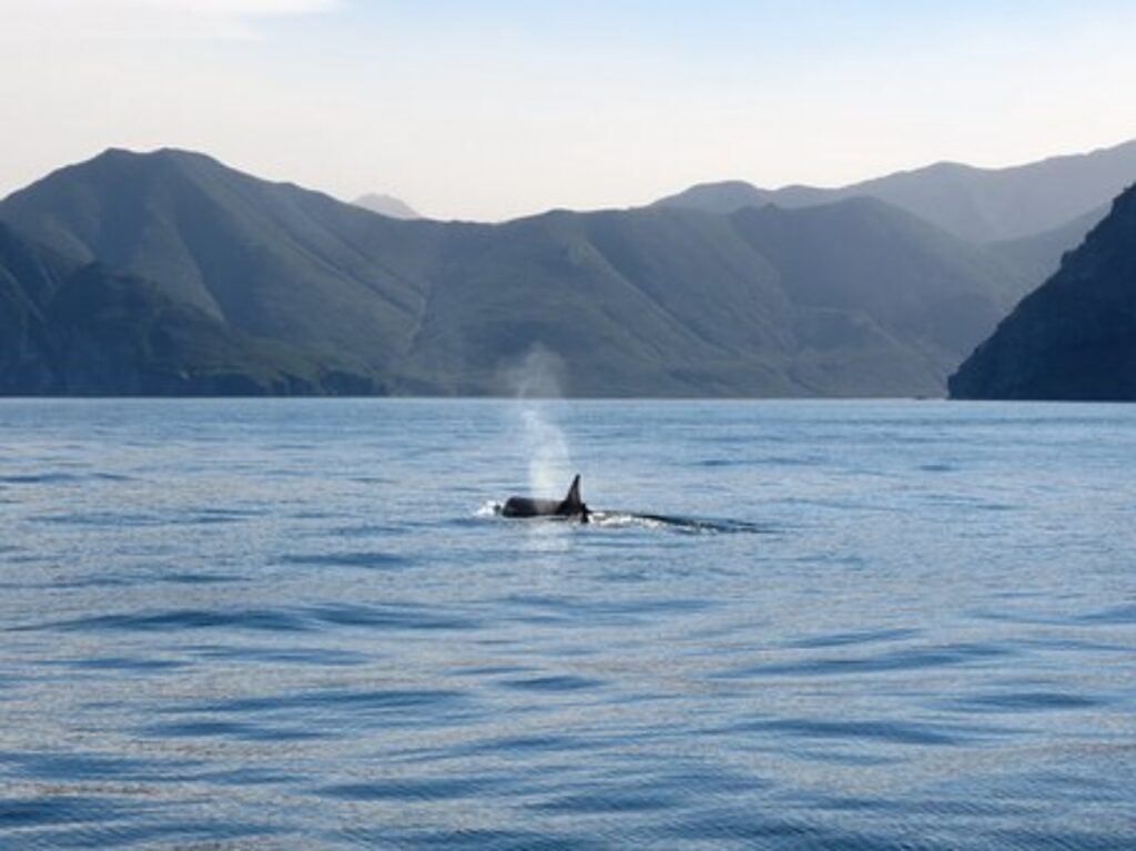 orca libera